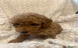 Toy Poodle dogs for sale: 🤎Toy poodles🤎 - Image 20
