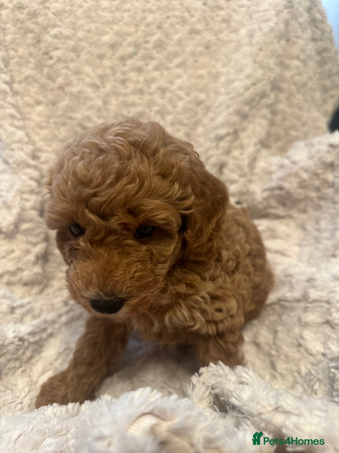 Toy Poodle dogs for sale: 🤎Toy poodles🤎 - Image 20