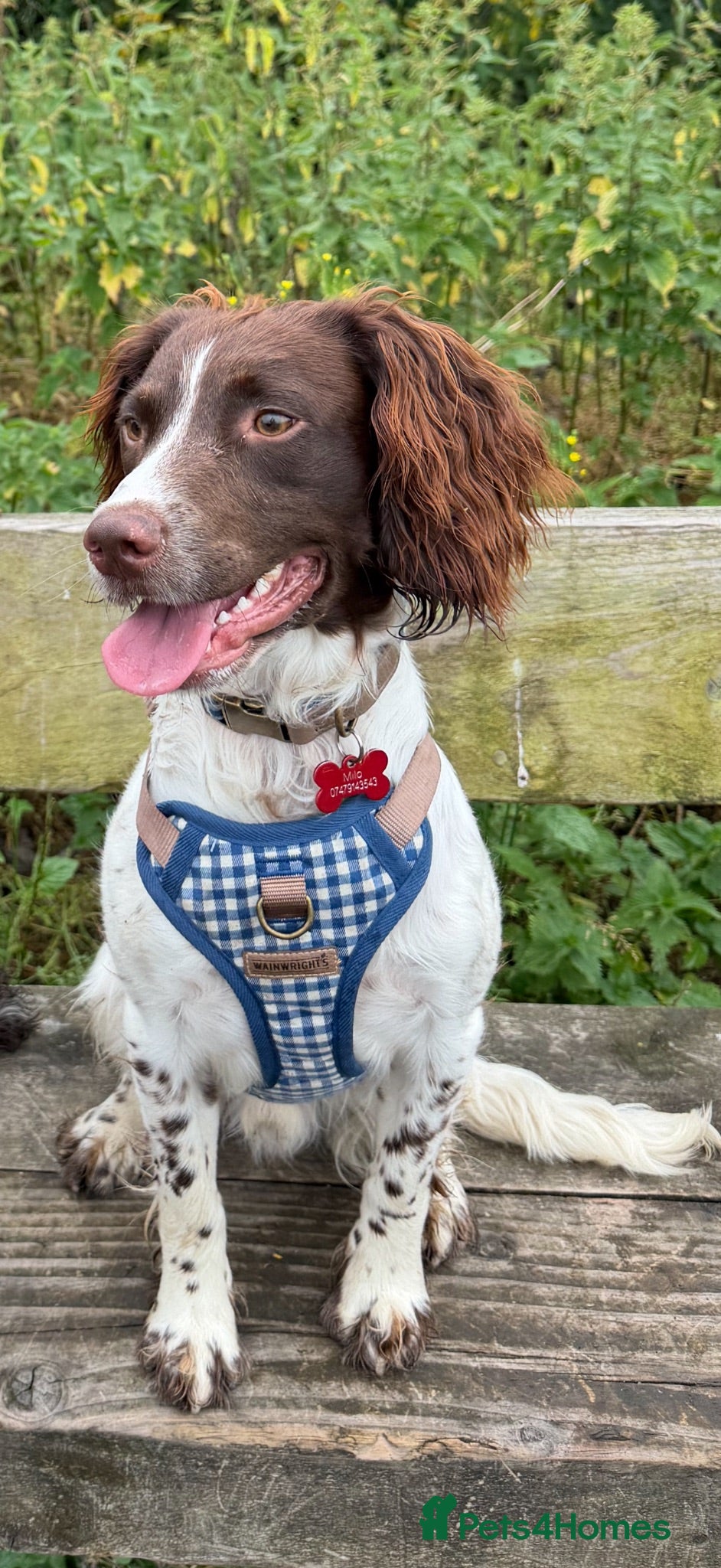English Springer Spaniel dogs Springer Spaniel  - Advert 3