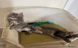 Maine Coon cats for sale: Ready Now! Pedigree Mainecoon kittens  - Image 14
