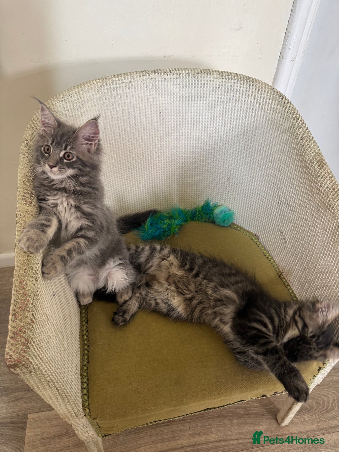 Maine Coon cats for sale: Ready Now! Pedigree Mainecoon kittens  - Image 14