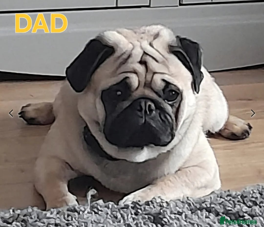 Pug dogs for sale: Stunning Apricot KC reg male pug - Image 14