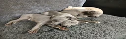 Whippet dogs for sale: Whippet Pups High Quality Crufts Winning Bloodline - Advert 18
