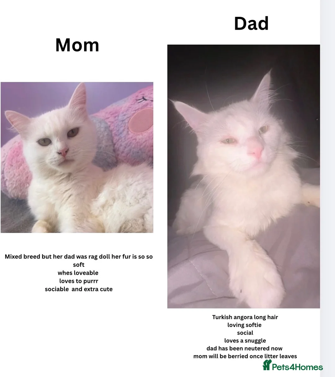 Mixed Breed cats for sale: Long hair fluffy kittens 2 white boys 1 cow cat gi - Advert 2