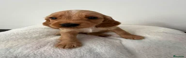 Cocker Spaniel 5