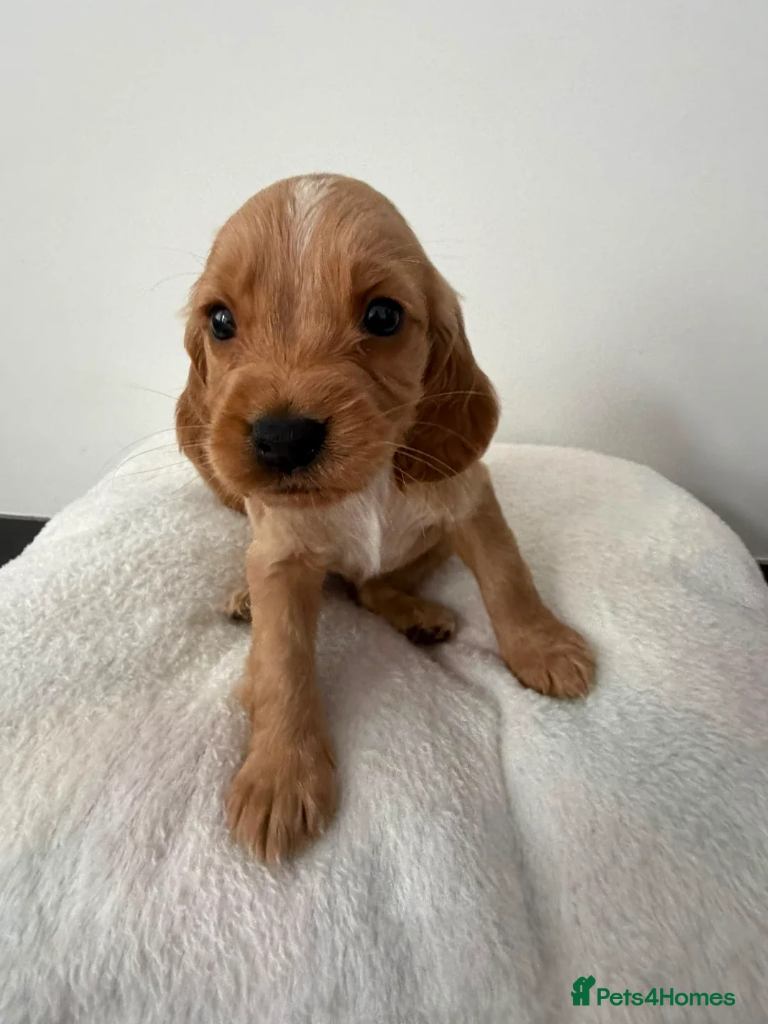 Cocker Spaniel dogs for sale: Cocker Spaniel Puppies  - Advert 2