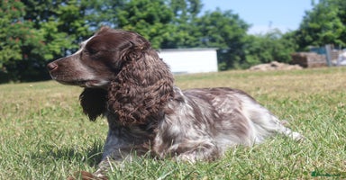 Cocker Spaniel dogs - Advert 3
