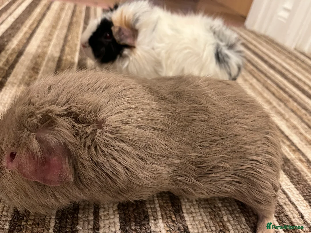 Guinea Pig rodents for sale: Two beautiful male guinea pigs  to rehome  - Advert 11