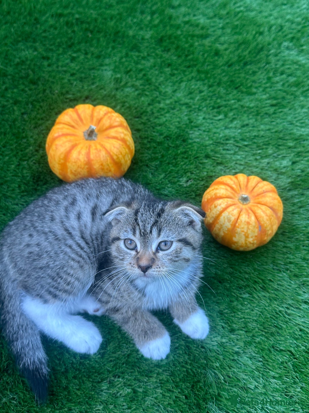 Scottish Fold cats for sale: 🐾 Scottish Fold Kittens for Sale - Image 2