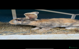 Harlequin rabbits for sale: 2 harlequin doe’s for sale - Image 11