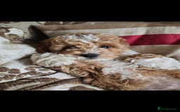 Cavapoo dogs for sale: Cavapoo male - Image 4