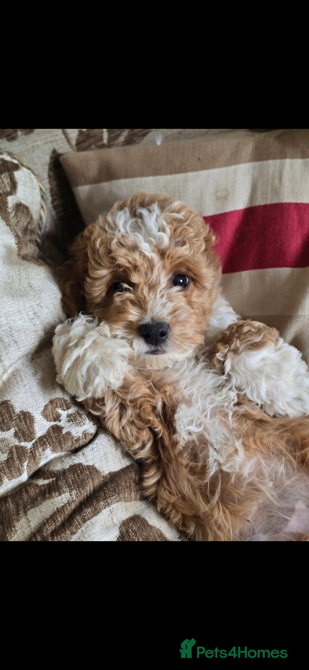 Cavapoo dogs for sale: Cavapoo male - Image 4