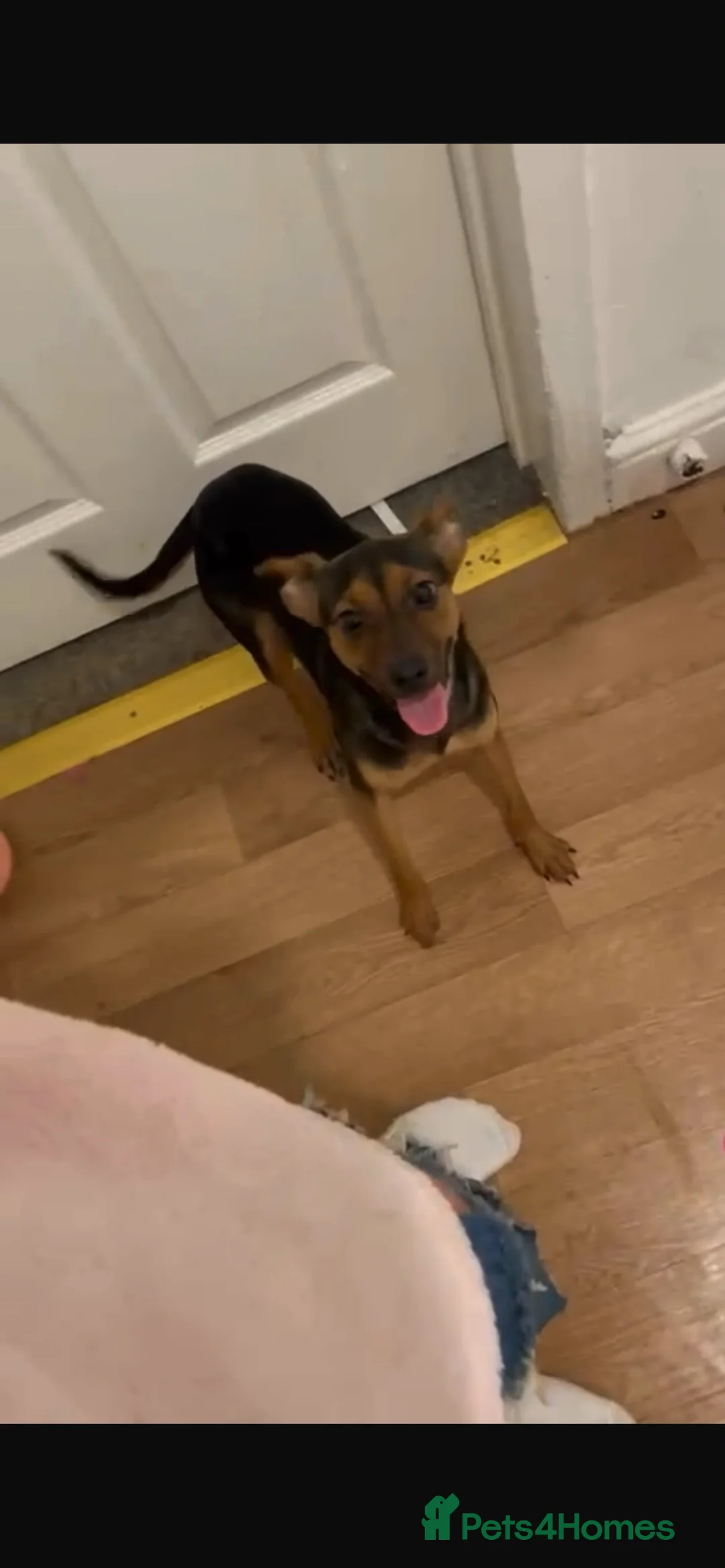 Mixed Breed dogs for sale: Puppy girl in Newcastle upon Tyne - Advert 2