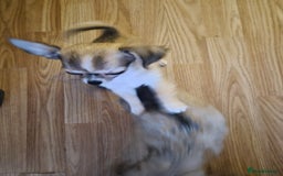 Chihuahua dogs for sale: Long haired chihuahua  - Image 9