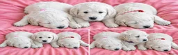 Golden Retriever dogs for sale: Girls Cream Golden Retriever  - Advert 4