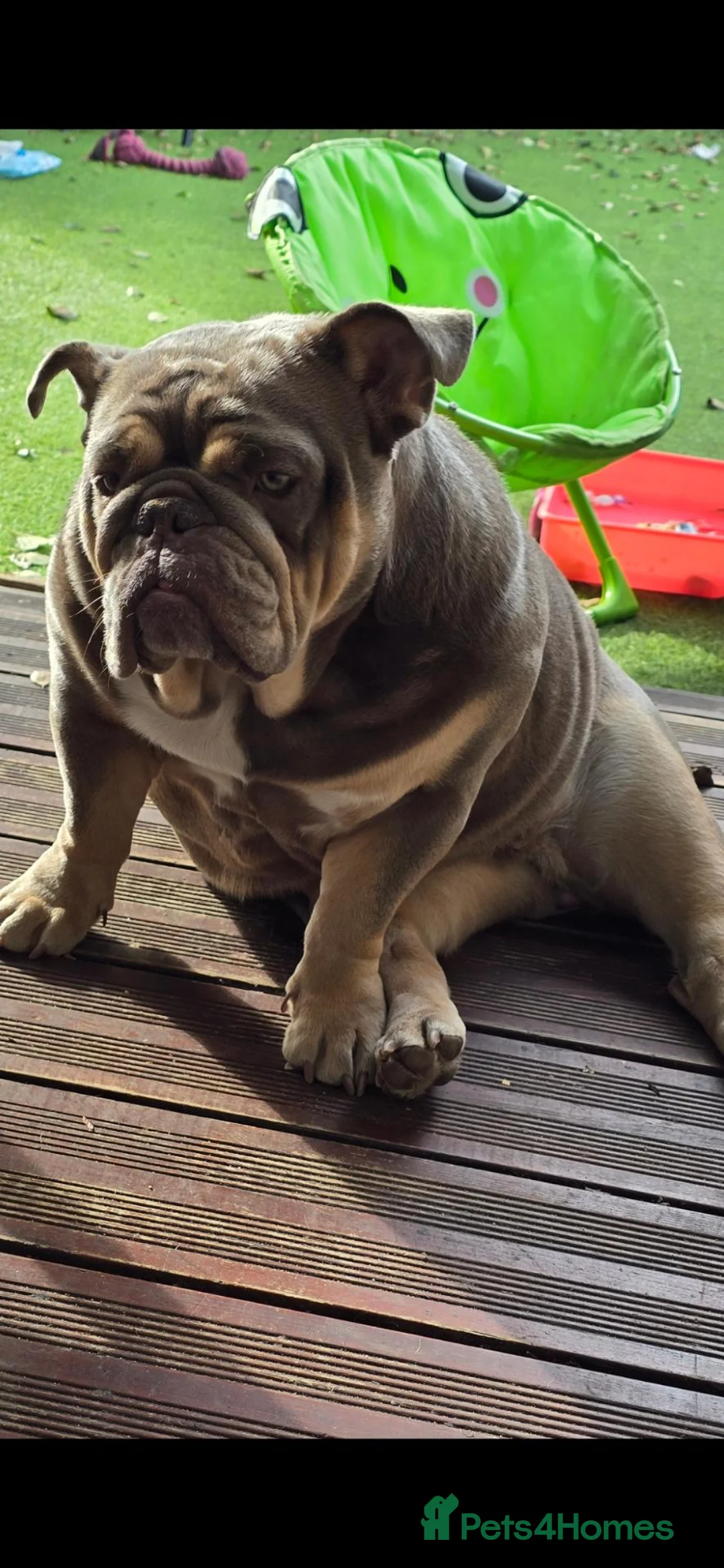 English Bulldog dogs for sale: English bulldog  - Advert 2