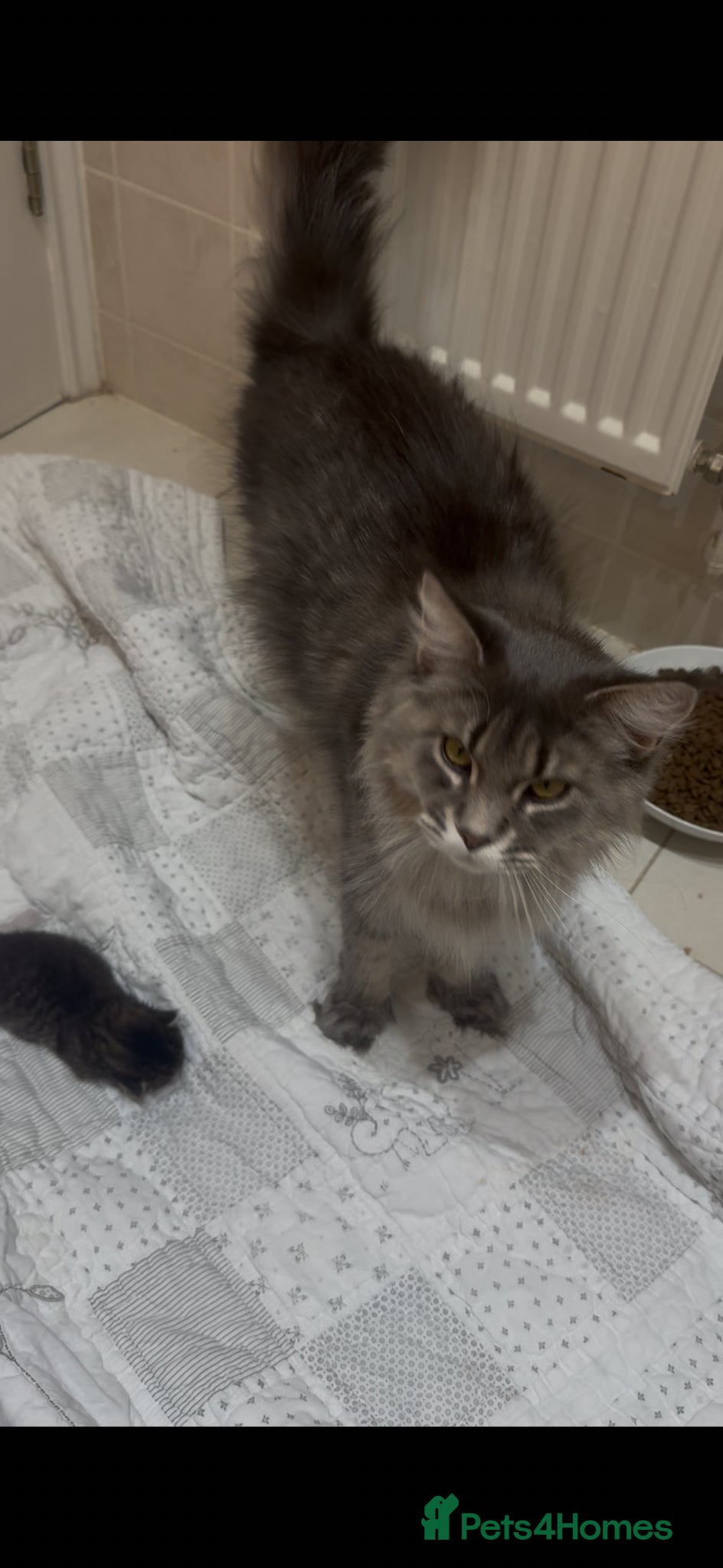 Mixed Breed cats Rare mackerel Maine coon x Ragdoll GCCF reg parent - Advert 1