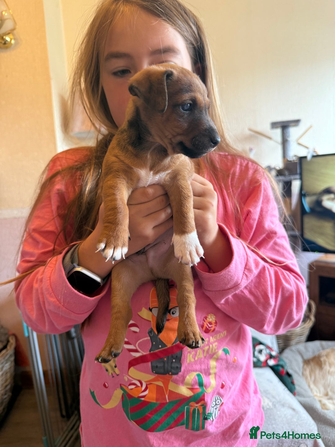 Jack Russell dogs for sale: Gorgeous Jack Russell Puppies - Image 11