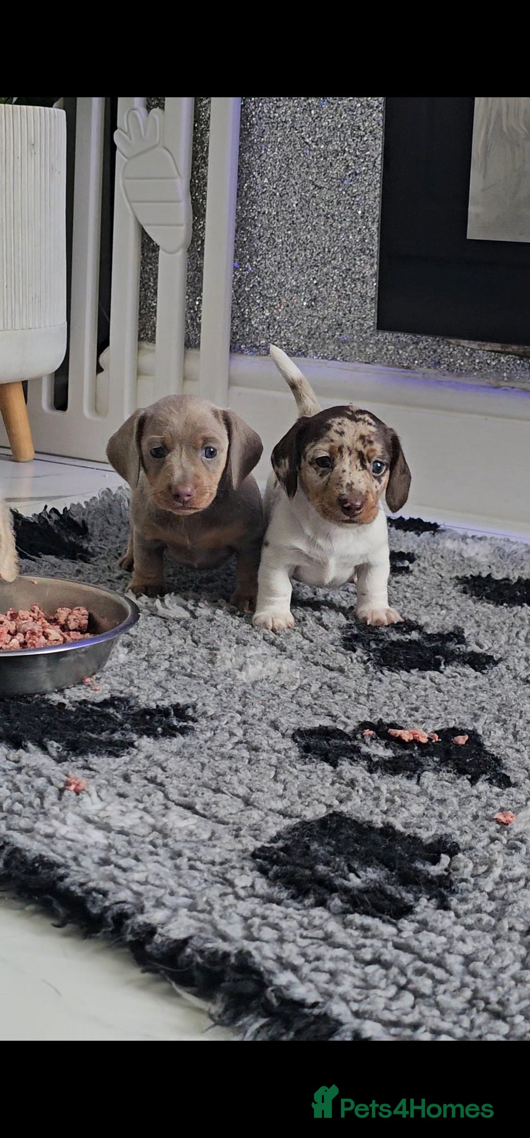 Miniature Dachshund dogs for sale: Miniature Smooth Dachshund Puppies  - Image 12