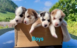 Siberian Husky dogs for sale: 🔥Last 2 epic puppies available don’t miss out - Image 10