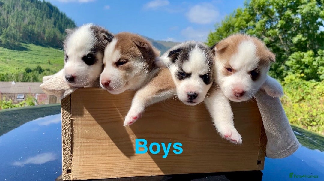 Siberian Husky dogs for sale: 🔥Last 2 epic puppies available don’t miss out - Image 10