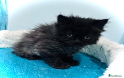 Turkish Angora cats for sale: Angora cross Persian kittens 🐱  - Image 14