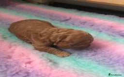 Cockapoo dogs for sale: 4 Beautiful female cockerpoos  - Image 31