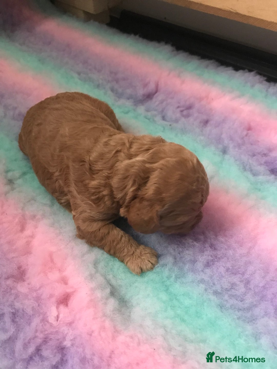 Cockapoo dogs for sale: 4 Beautiful female cockerpoos  - Image 31