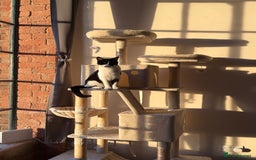 Mixed Breed cats for sale: 10 Month Old Male Kitten - Otis - Image 4