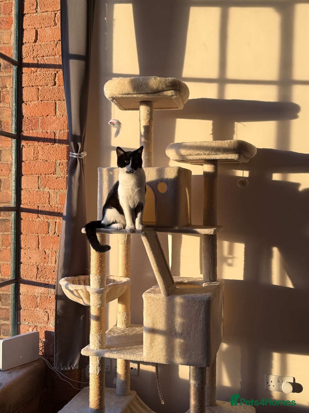 Mixed Breed cats for sale: 10 Month Old Male Kitten - Otis - Image 4