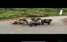 Cocker Spaniel dogs for stud: Working cocker spaniel (tan and brown)  - Image 3