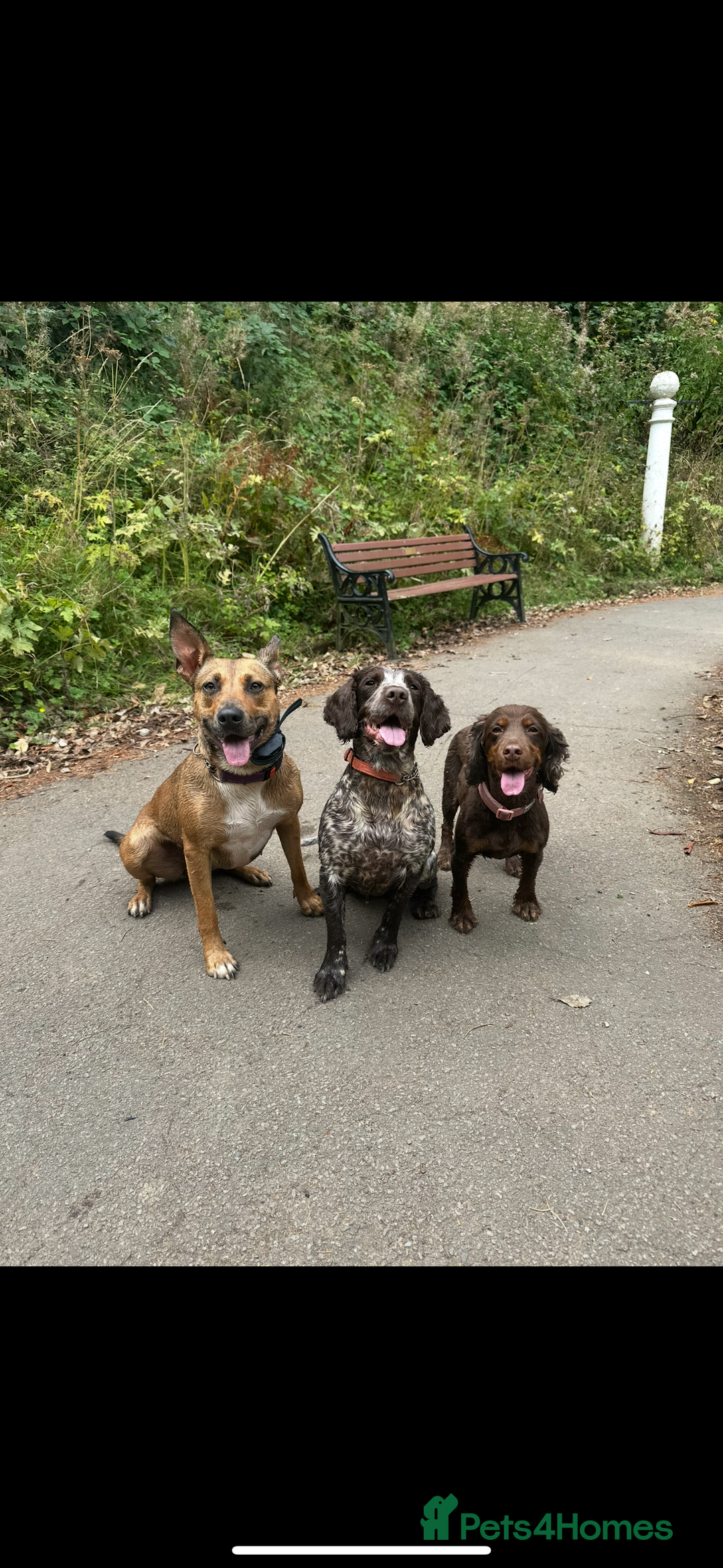 Cocker Spaniel dogs for stud: Working cocker spaniel (tan and brown)  - Image 3