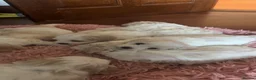 Cavachon dogs for sale: Cavachon pups  in Omagh - Advert 3