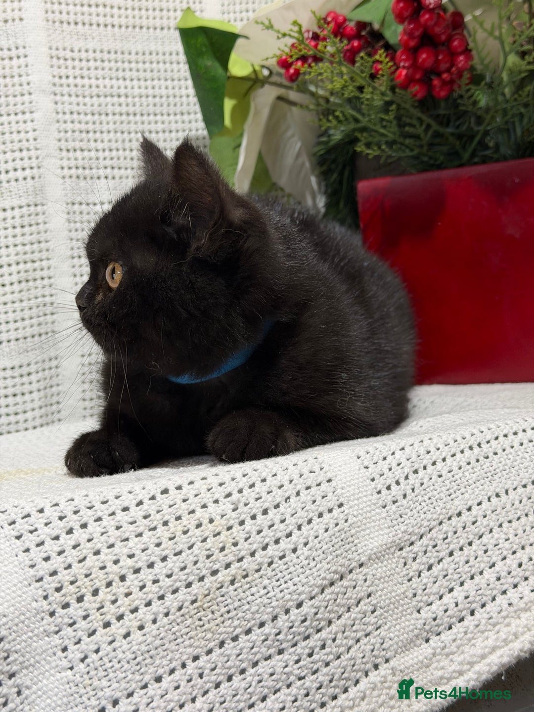 British Shorthair cats for sale: Adorable British shorthair kittens TICA - Image 13