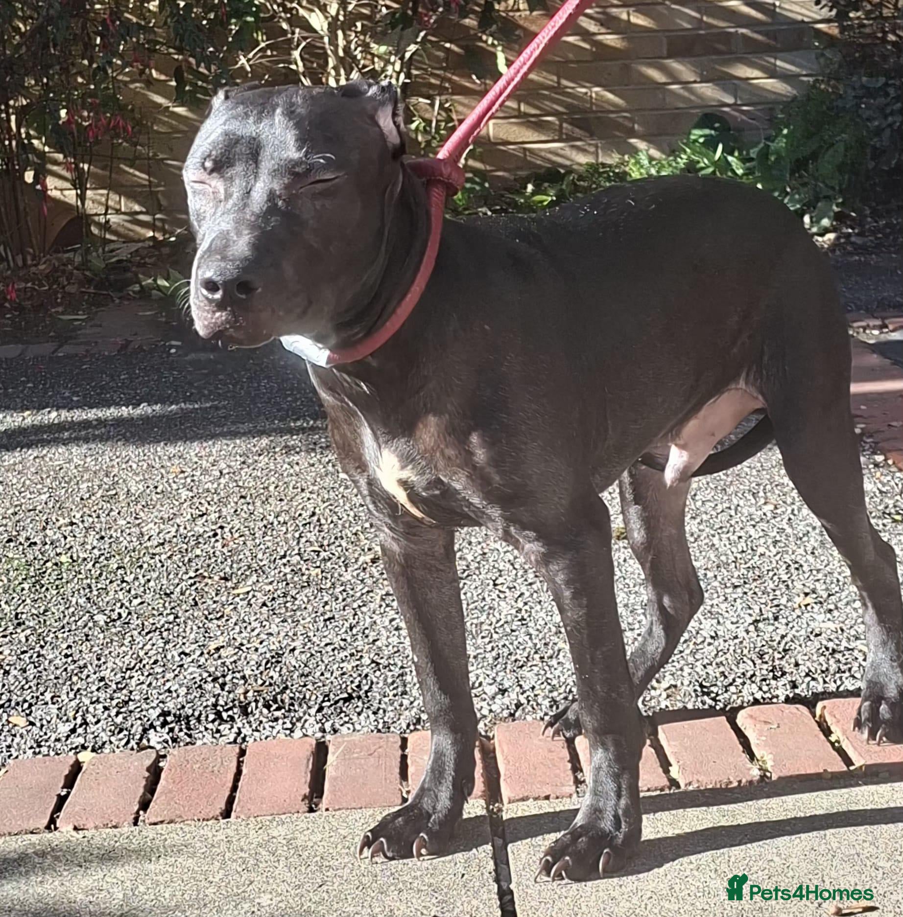 American Bull Staffy dogs for sale: Irish staff  - Advert 2