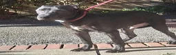American Bull Staffy dogs for sale: Irish staff  - Advert 1