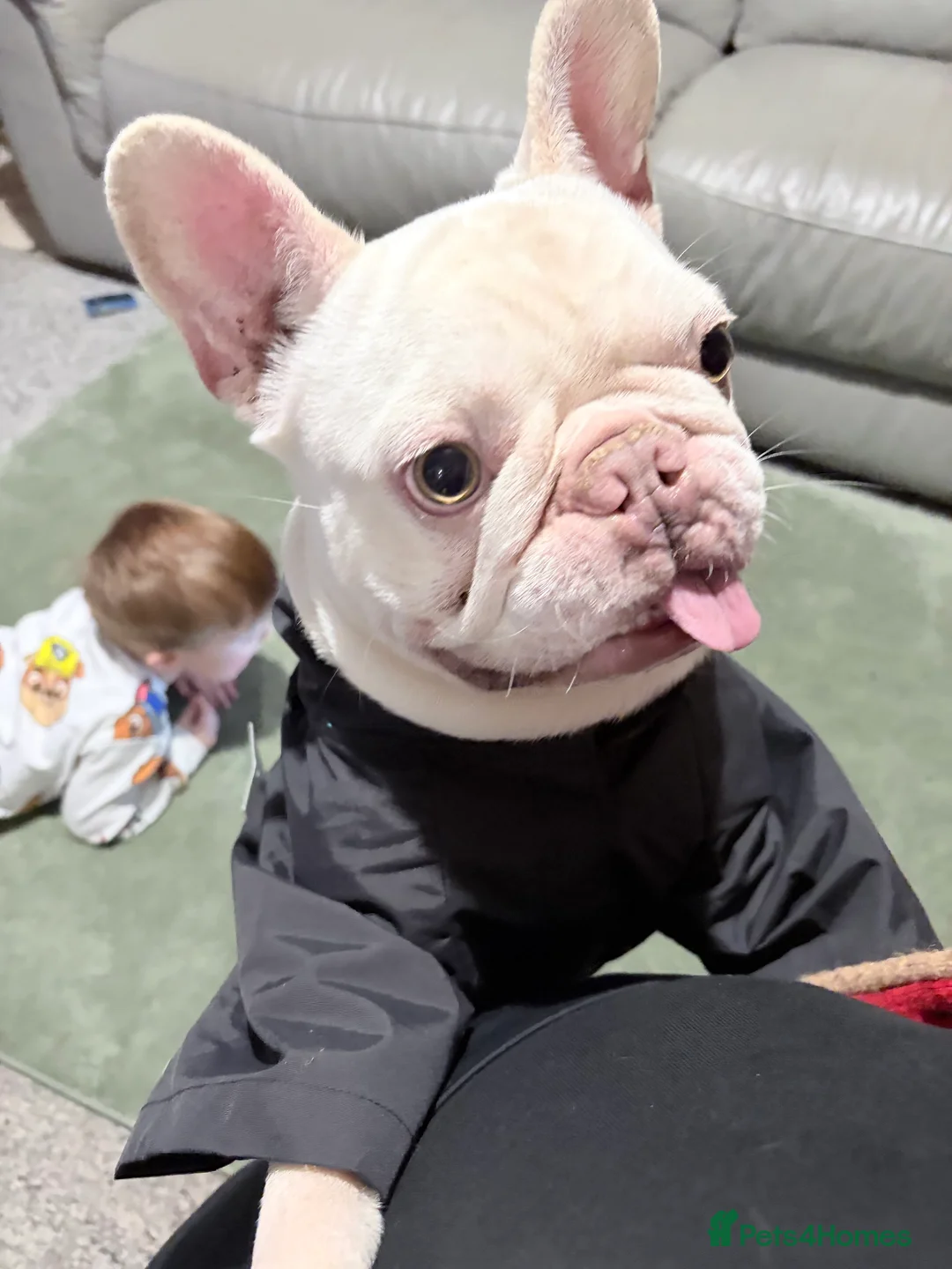 French Bulldog dogs for sale: 2 year old French bulldog - male  in Wakefield - Advert 2