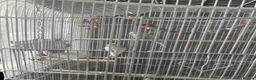 Budgerigars birds for sale: Male & Female Budgies looking for a new home! in Reading - Advert 2