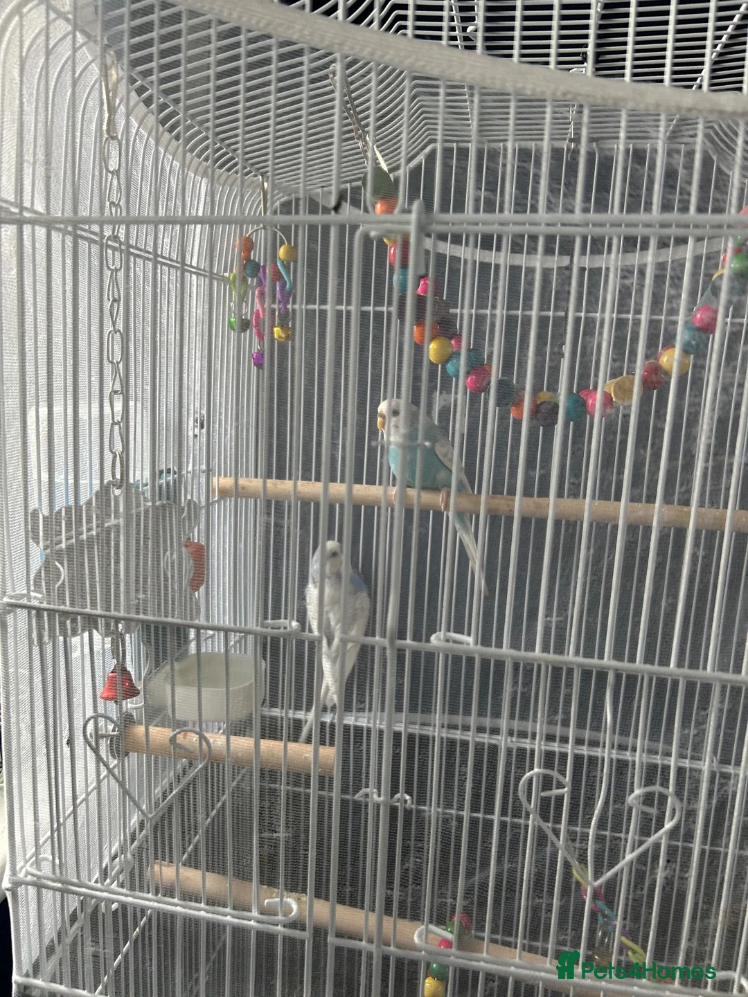 Budgerigars birds for sale: Male & Female Budgies looking for a new home! in Reading - Advert 2