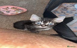 Bengal cats for sale: BENGAL❌KITTENS - Image 27