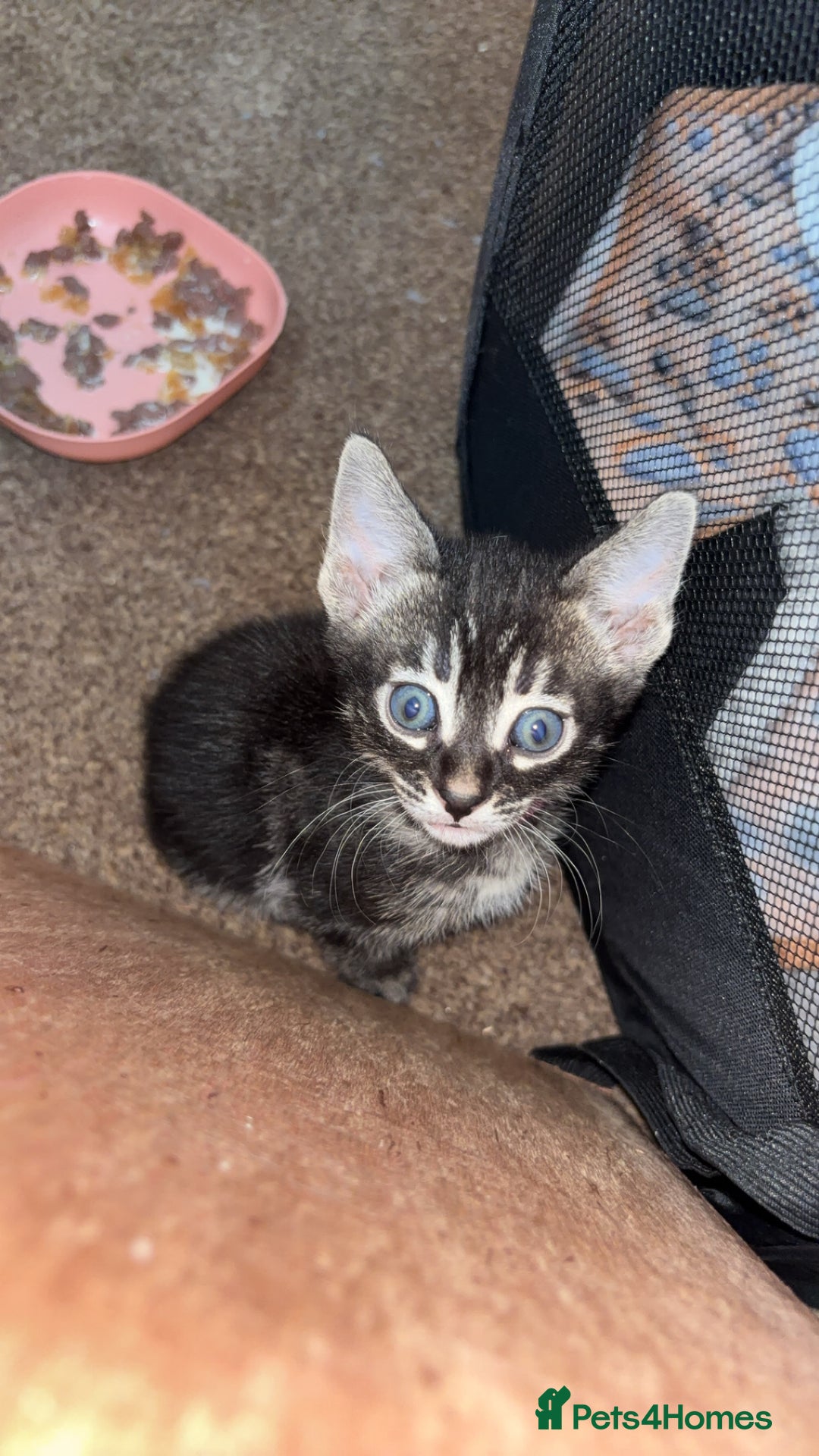 Bengal cats for sale: BENGAL❌KITTENS - Image 27