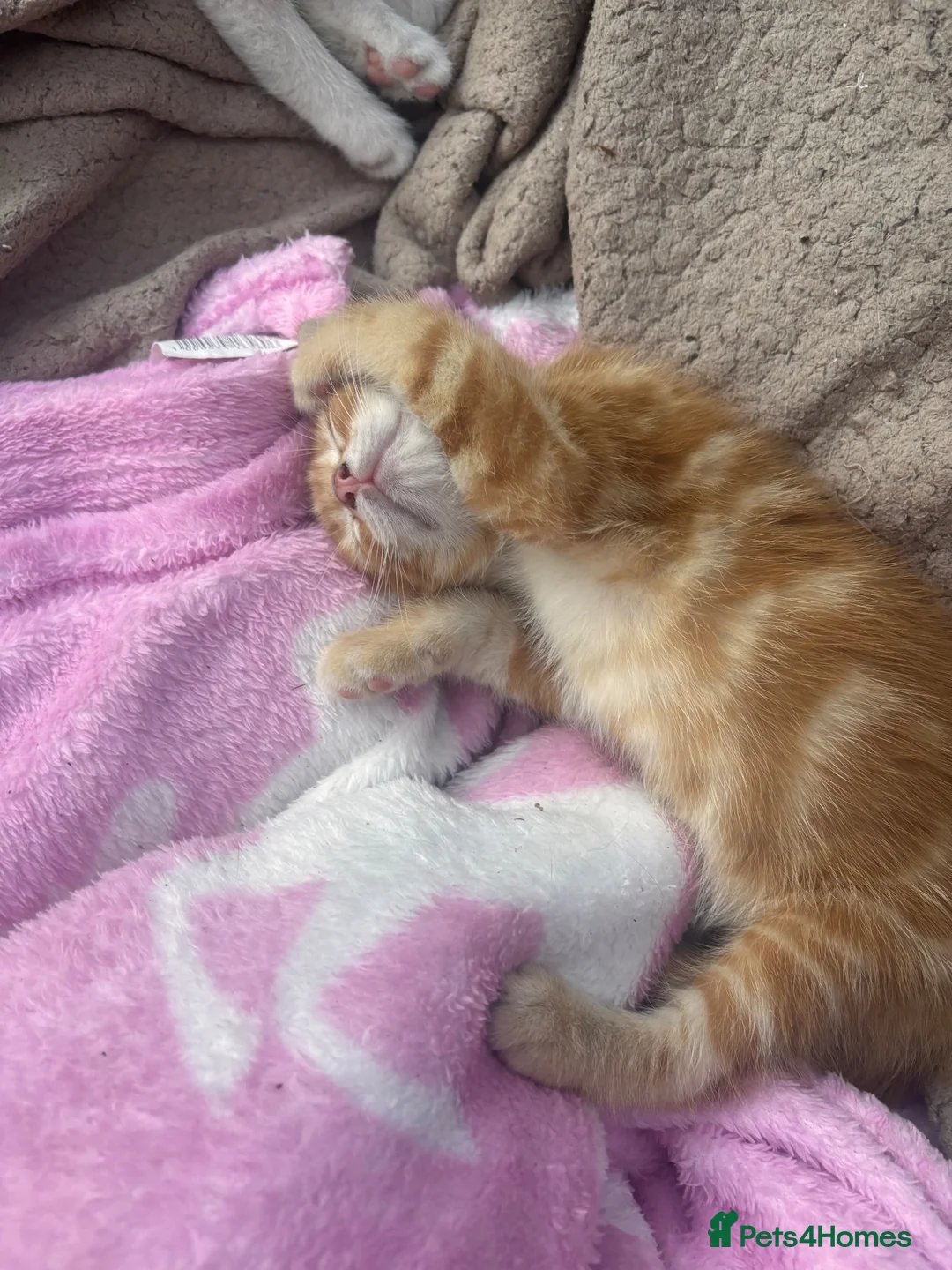 British Shorthair cats for sale: 3kittens white ginger - Advert 2