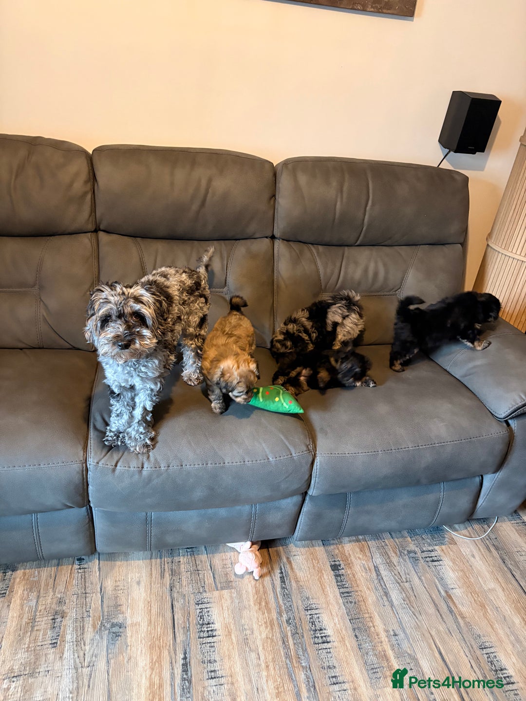Mixed Breed dogs for sale: Cockapoo cross Pomeranian puppies for sale - Advert 14