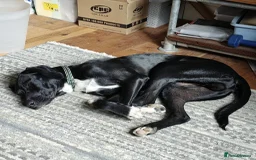 Mixed Breed dogs for adoption: Enzo (Labrador/Pointer mix) - Image 9