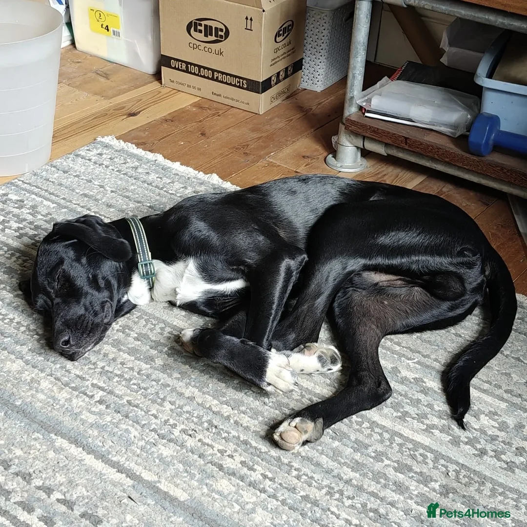 Mixed Breed dogs for adoption: Enzo (Labrador/Pointer mix) - Image 9
