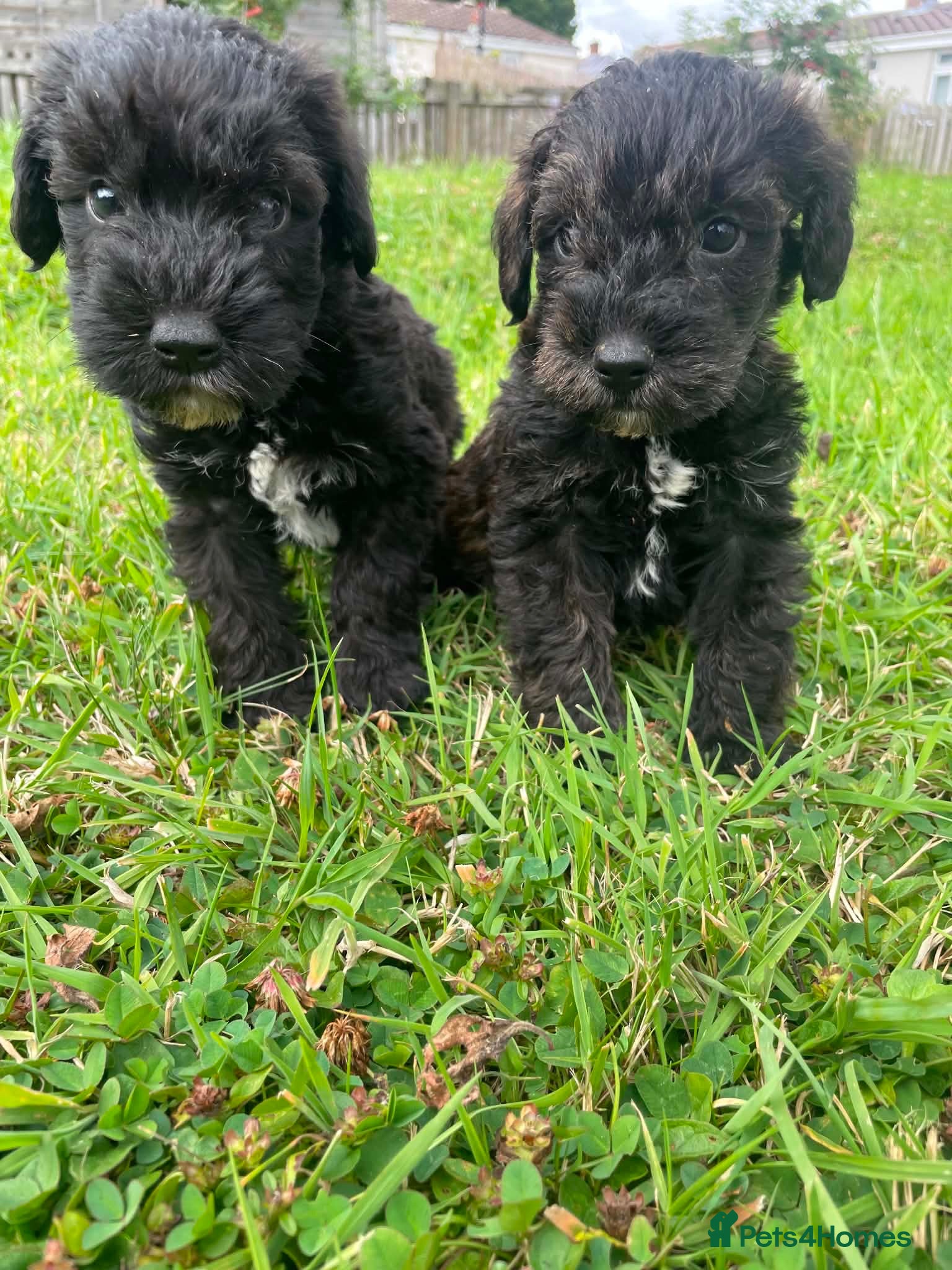 Schnoodle dogs 🐾 Adorable Schnoodle Puppies 🐾 - Advert 1