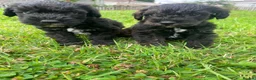 Schnoodle dogs for sale: 🐾 Adorable Schnoodle Puppies 🐾 - Advert 1