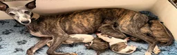 Whippet dogs for sale: Kennel Club Registered Whippet Pups Available  - Advert 3