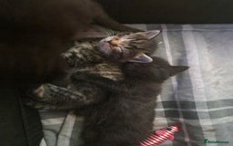 British Shorthair cats for sale:  Lovely 3 tabby male & 3 black female kittens. - Image 23