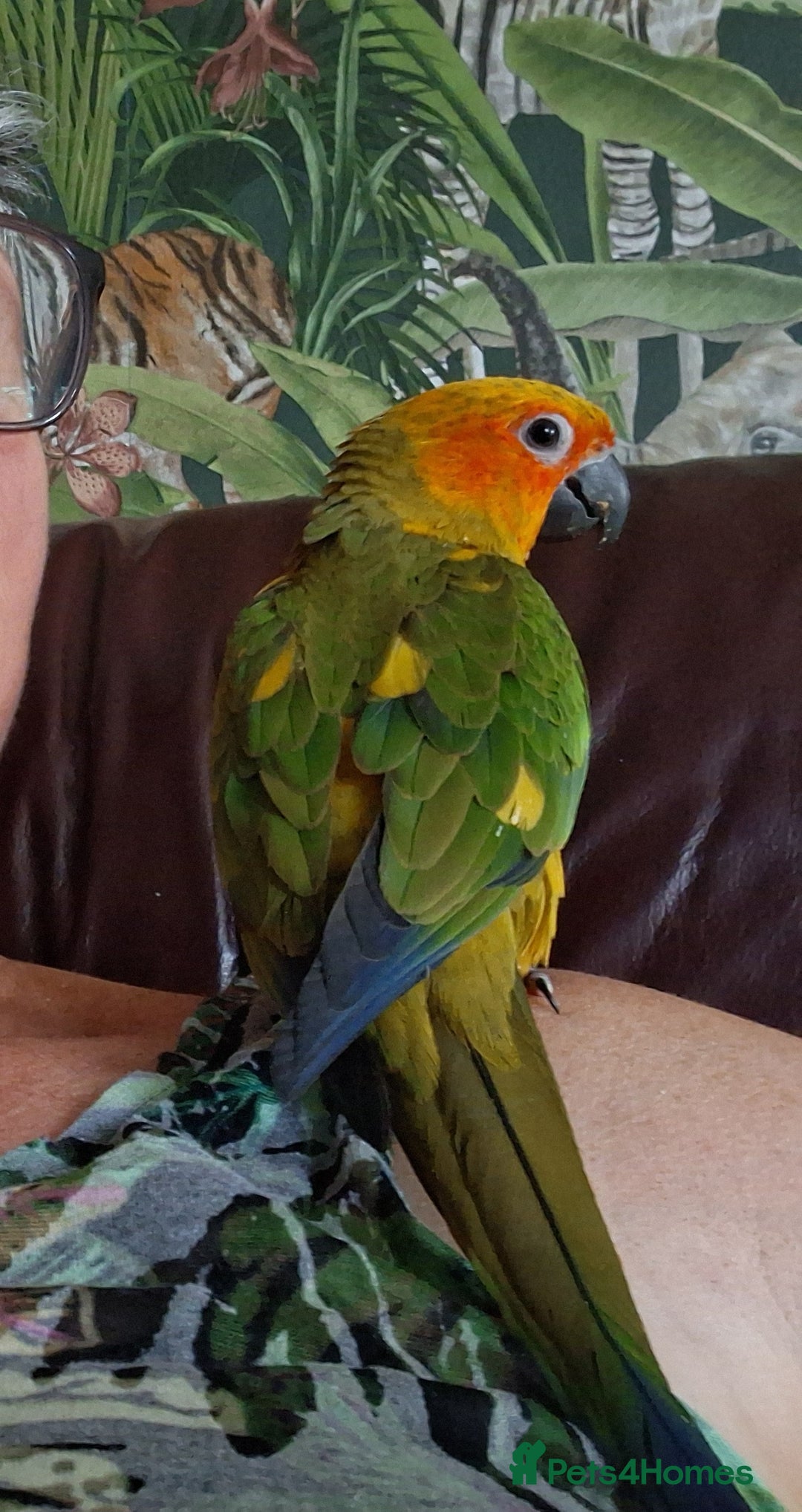Conures birds for sale: Free flying  baby Sun Conure  - Image 2